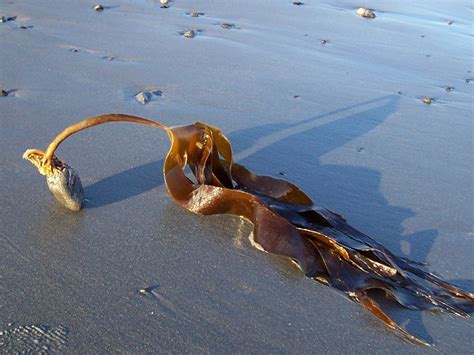 Magic seaweed maine